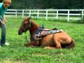 Dually learning to lay down