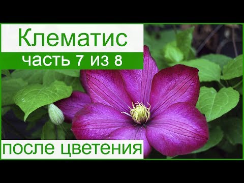 🥀 Клематисы после