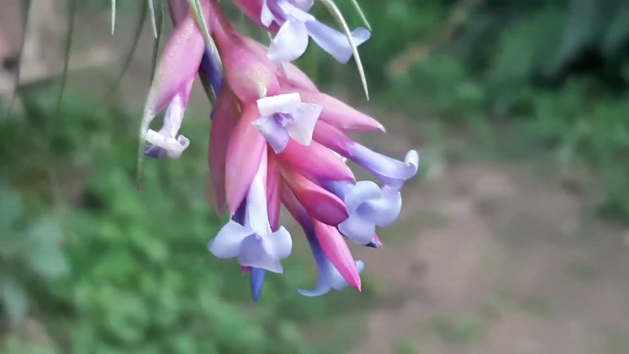 Um fator raro na Tillandsia stricta e T. loliacea.