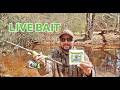 Creek Fishing With Green Nightcrawlers!