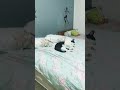 amortiguadores la caída con Ender pel