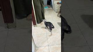 Ibuu Kucing Meong Meong