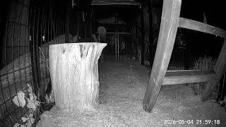 Cat Cam