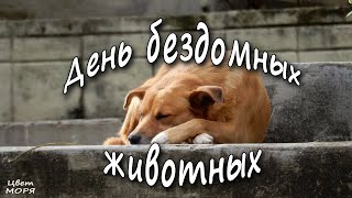 День бездомных животных