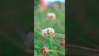 Beautiful Weed Flower 7 | Macro Testing | Canon Eos R10 | Rf-S 18-150Mm