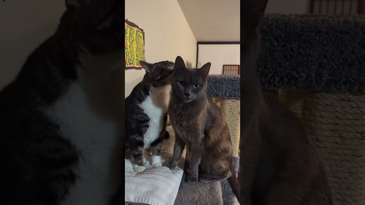 being a responsible cat parent 