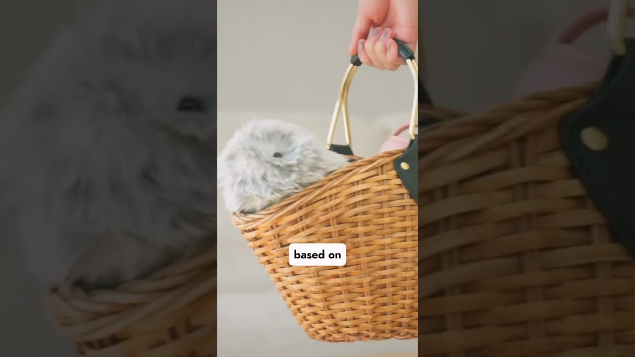 Casio released an AI pet called Moflin
