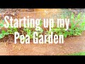 Starting up my Pea Garden 05-09-15 (High Density Espalier Gardener)