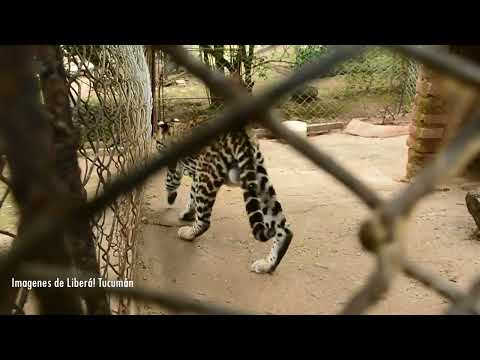 Zoo de San Pedro de Colalo