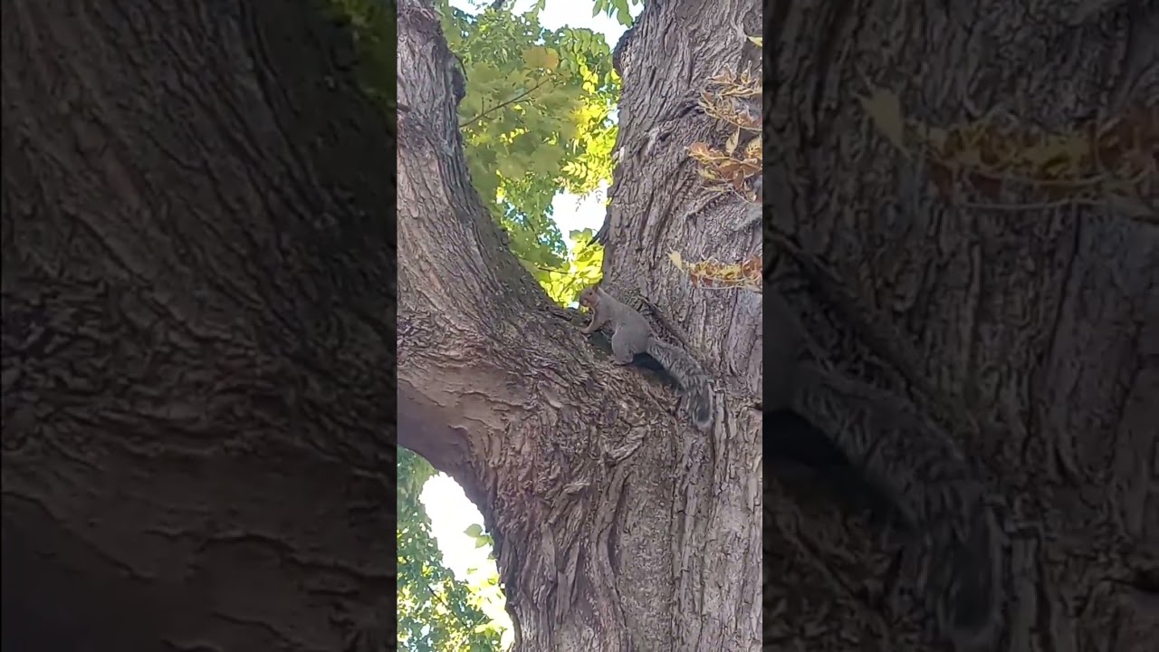 Territorial Squirrel on nepetalactone