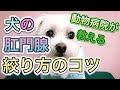 犬の肛門腺の絞り方のコツ。肛門腺の出るところが一発で分かります！動物病院が教えてます。