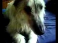 Beautiful Irish Wolfhound Pt 2 - Dugan!