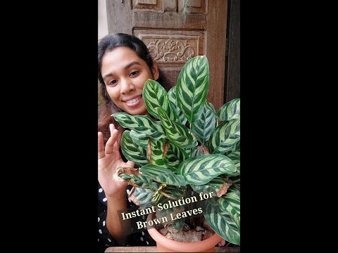 Video: Mijn gebedsplant heeft bruine bladeren - Wat te doen voor gebedsplanten met bruine punten en bladeren
