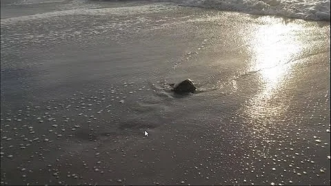 Sea Turtle Video