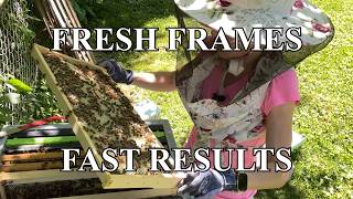 How Fast Can Bees Draw Comb? | Spring Split Colony Frame Build-Out Update