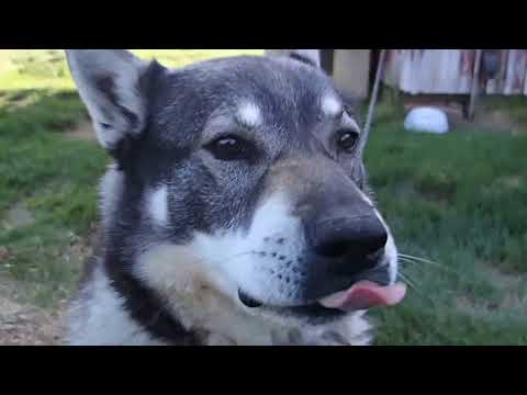Video: Chinook-koirarotu Allergiatestattu, Terveys- Ja Elinikäinen