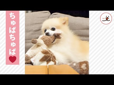 おもちゃに吸い付くワンコさん💋✨ その吸引力に…😂💕【 PECO TV】