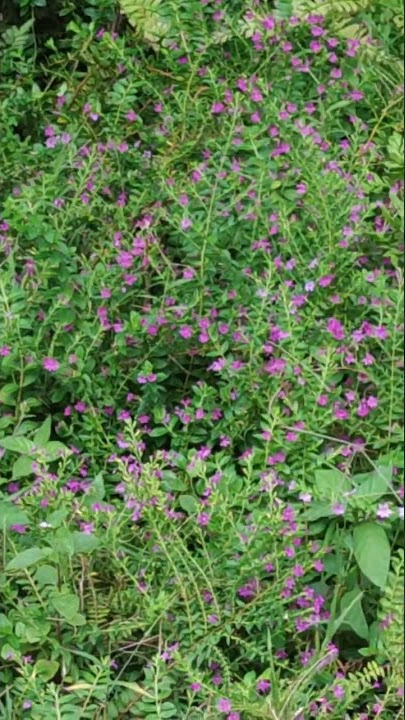 Looking for Batik Illuminati Butterfly with Xiaomi Mi10t Pro at SDN 003 Bukit Padi Jemaja Timur (P3)