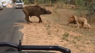 Lion vs buffalo | اسد vs جاموسة