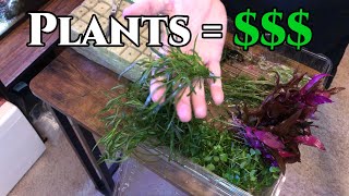How to Make Money Selling Plants | Plant Growout Tank | Plant Preparation.