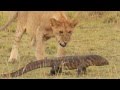 Pride of lions versus a Nile Monitor