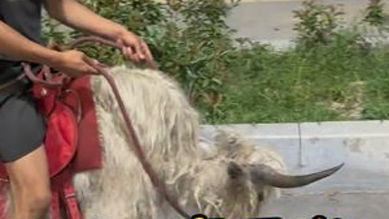 养马的刘大刚训练的小牦牛宠物牛太霸气了吧也不顶人吗 #牦牛 #训牦牛 #刘大刚的养马日常