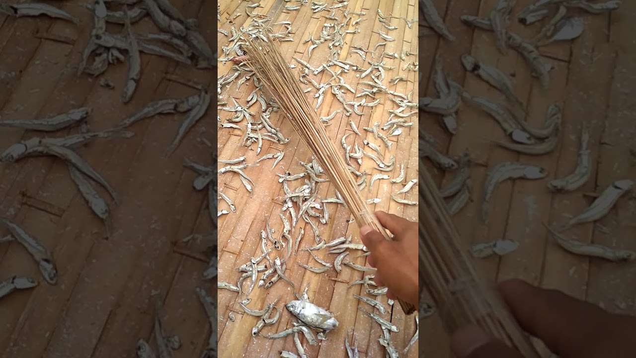 Membalik Ikan teri biar cepat kering...#proses_penjemuran 
