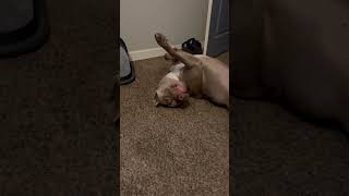 Nino Mustve Had A Long Day