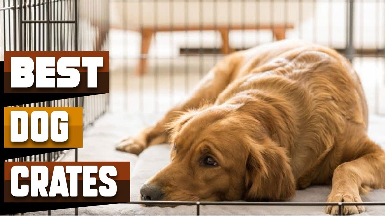 Best Dog Crate In 2024 Top 10 Dog Crates Review YouTube