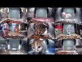 12 Hours of Hello Street Cats 😺💞 5/23/26 Pt 1