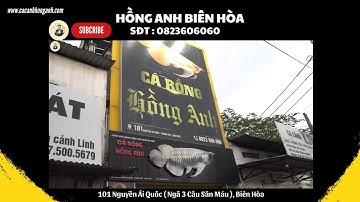 THAM QUAN CỬA HÀNG CÁ CẢNH HỒNG ANH BIÊN HÒA  | CÁ CẢNH HỒNG ANH