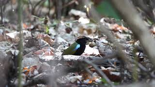 Rainbow Pitta experimenting with snail shell