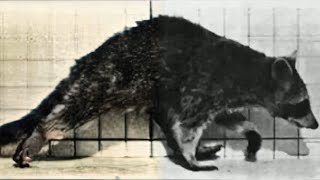 Raccoon Walking (1887) | Restoration | This motion study of animal locomotion by Muybridge.