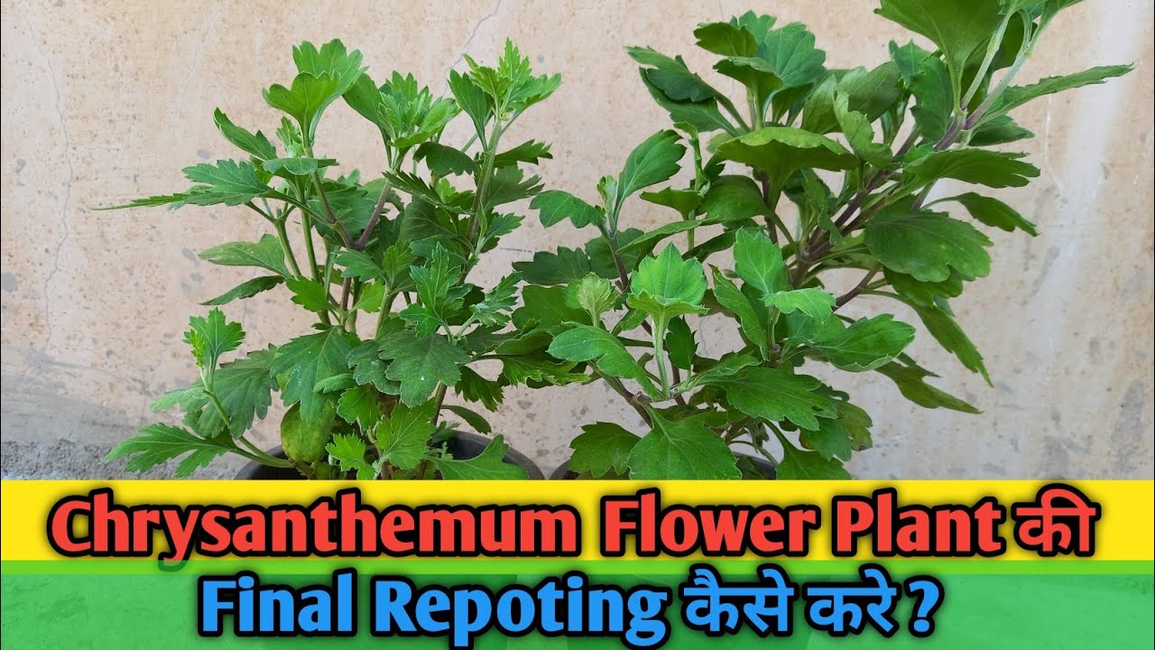 Shevanti Plant me zyada phool chahiye? Ye kaam kare