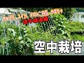 【常設】空中栽培設備!#5 いよいよ夏!空中栽培の野菜はどうなった!?途中経過編