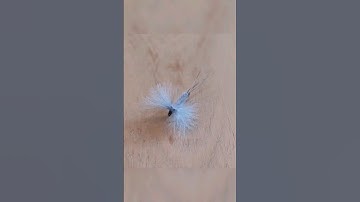 Fly Tying - CDC Dun