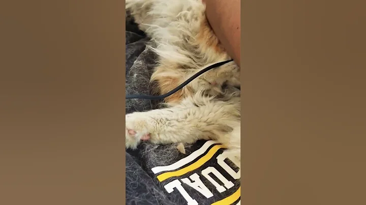 Video 4556511: home cat grooming, cat grooming cute, cat kucing animals, cat grooming funny, grooming baby