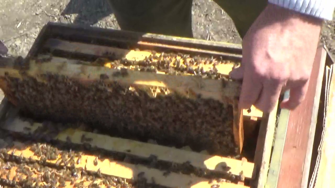 Există puiet căpacit și puiet larvar în urma temperaturilor scazute