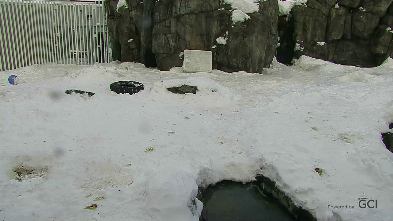 Live Camera Axis Q6115-E