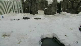 Live Camera Axis Q6115-E