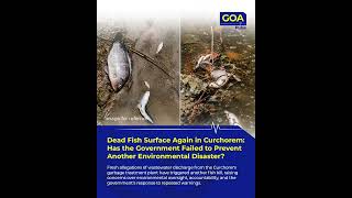 Fish Deaths Reported Again in Curchorem | Wastewater Contamination Sparks Outrage #goanews #news