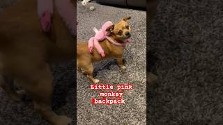 Scooby yeg have little pink monkey backpack #scoobyyeg