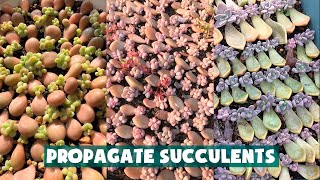 Propagate Succulent From Leaves| Nhân giống hàng nghìn cây sen đá từ lá| 多肉植物| 다육이들 | Suculentas