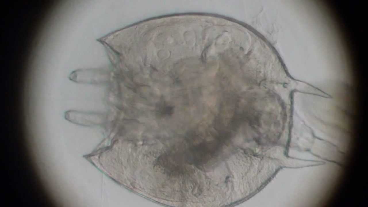 Platyias quadricornis 3