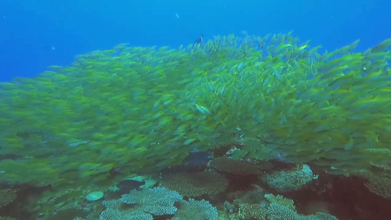 Croisière plongée Archipel MITSIO