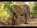 Tigress Fairy with Four Cubs