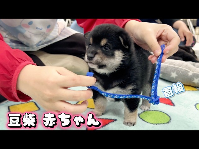 豆柴犬】肉球ぷにぷに♪首輪の練習が始まったよ♪“子犬と癒し”まめしば