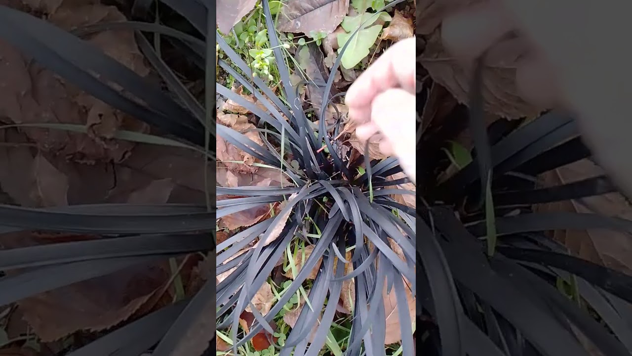 Офиопогон иди ландышник