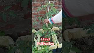 Tomato plant Hand Pollination #Anokhi Krishi