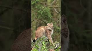 Lynx#shorts